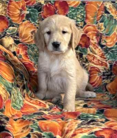 Gracie Girl, a female Golden Retriever for sale in Tyrone, PA – 4 of 5