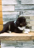 Murphy, a male Miniature Australian Shepherd for sale in Tyrone, PA – Photo 3 of 3
