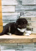 Murphy, a male Miniature Australian Shepherd for sale in Tyrone, PA – Photo 2 of 3