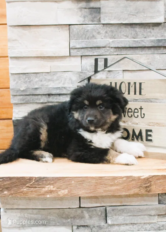 Murphy – Miniature Australian Shepherd puppy for sale in Tyrone, PA