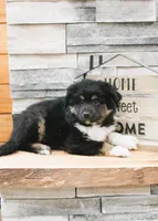 Murphy, a male Miniature Australian Shepherd for sale in Tyrone, PA – Photo 1 of 3