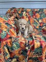 Gunner , a male Golden Retriever for sale in Tyrone, PA – 4 of 6