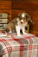 Marshall Blue Eyes, a male Miniature Australian Shepherd for sale in Tyrone, PA – 2 of 2