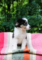 Max, a male Miniature Australian Shepherd for sale in Tyrone, PA – 3 of 3