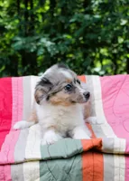 Mazy Girl, a female Miniature Australian Shepherd for sale in Tyrone, PA – 2 of 2