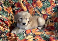 Garner , a male Golden Retriever for sale in Tyrone, PA – 3 of 5