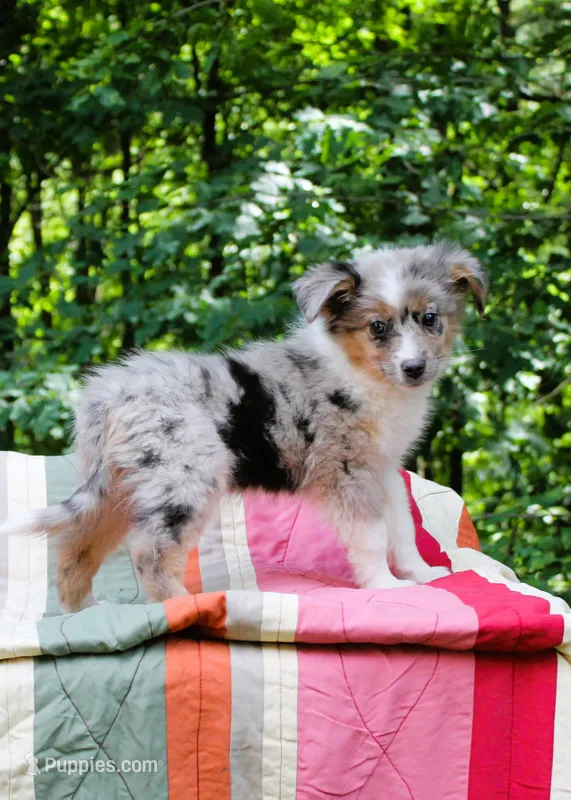 Mazy Girl – Miniature Australian Shepherd puppy for sale in Tyrone, PA