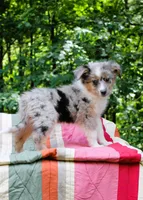 Mazy Girl, a female Miniature Australian Shepherd for sale in Tyrone, PA – 1 of 2