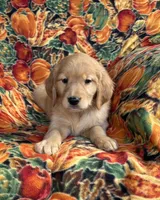 Gabbie Girl , a female Golden Retriever for sale in Tyrone, PA – 4 of 4