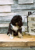 Max, a male Miniature Australian Shepherd for sale in Tyrone, PA – Photo 2 of 3