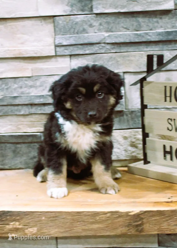 Max – Miniature Australian Shepherd puppy for sale in Tyrone, PA
