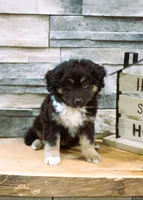 Max, a male Miniature Australian Shepherd for sale in Tyrone, PA – Photo 3 of 3