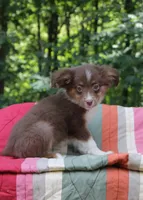 Mila, a female Miniature Australian Shepherd for sale in Tyrone, PA – 3 of 3