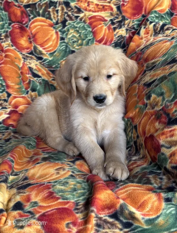 Garner  – Golden Retriever puppy for sale in Tyrone, PA