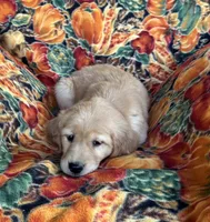 Gennie Girl, a female Golden Retriever for sale in Tyrone, PA – 4 of 5