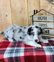Bo Blue Eyes , a male Border Collie for sale in Tyrone, PA – Photo 5 of 5
