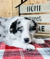 Bo Blue Eyes , a male Border Collie for sale in Tyrone, PA – Photo 3 of 5