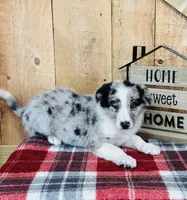 Bo Blue Eyes , a male Border Collie for sale in Tyrone, PA – Photo 4 of 5