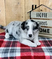 Bo Blue Eyes , a male Border Collie for sale in Tyrone, PA – Photo 1 of 5