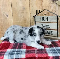 Bo Blue Eyes , a male Border Collie for sale in Tyrone, PA – Photo 2 of 5
