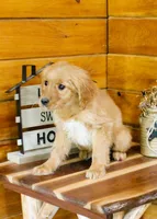 Gina, a female Golden Retriever for sale in Tyrone, PA – 3 of 3