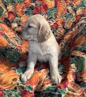 Gennie Girl, a female Golden Retriever for sale in Tyrone, PA – 2 of 5