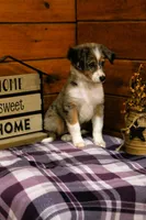 Maple Blue Merle, a female Miniature Australian Shepherd for sale in Tyrone, PA – 2 of 4