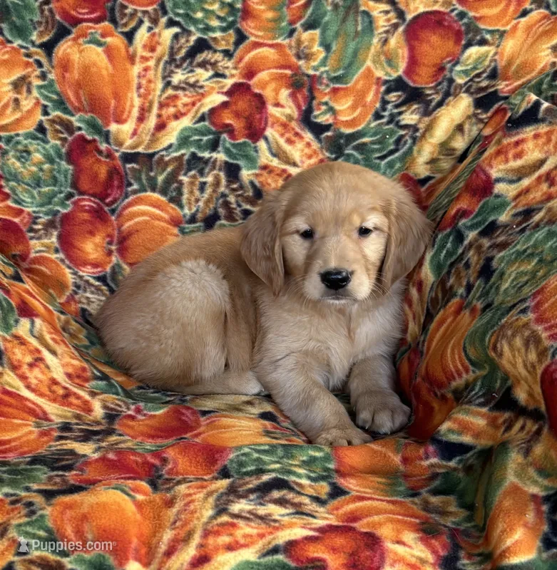 Gabbie Girl  – Golden Retriever puppy for sale in Tyrone, PA