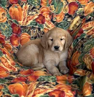 Gabbie Girl , a female Golden Retriever for sale in Tyrone, PA – 1 of 4