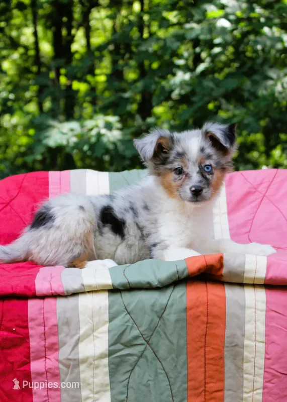 Mandy Blue Eyes – Miniature Australian Shepherd puppy for sale in Tyrone, PA