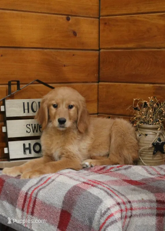 Genny – Golden Retriever puppy for sale in Tyrone, PA