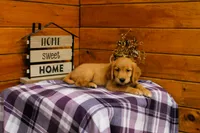 Rosie, a female Golden Retriever for sale in Tyrone, PA – 3 of 4