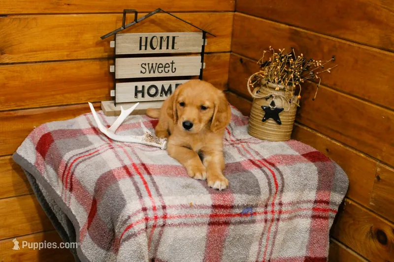 Rusty – Golden Retriever puppy for sale in Tyrone, PA