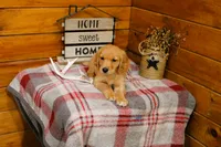 Rusty, a male Golden Retriever for sale in Tyrone, PA – 1 of 3