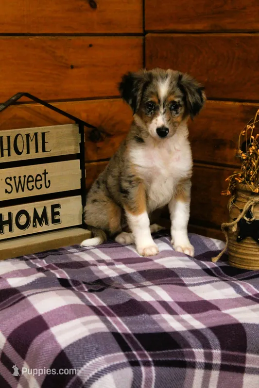Maple Blue Merle – Miniature Australian Shepherd puppy for sale in Tyrone, PA