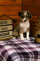 Maple Blue Merle, a female Miniature Australian Shepherd for sale in Tyrone, PA – 1 of 4