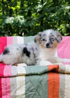 Mandy Blue Eyes, a female Miniature Australian Shepherd for sale in Tyrone, PA – 3 of 3