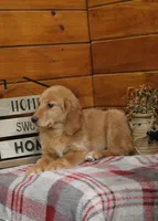 Genny, a female Golden Retriever for sale in Tyrone, PA – 3 of 3