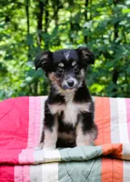 Misty, a female Miniature Australian Shepherd for sale in Tyrone, PA – 1 of 3