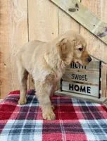 Grace , a female Golden Retriever for sale in Tyrone, PA – Photo 3 of 7
