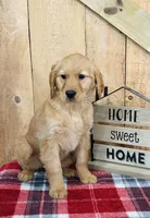 Grace , a female Golden Retriever for sale in Tyrone, PA – Photo 1 of 7