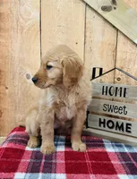 Grace , a female Golden Retriever for sale in Tyrone, PA – Photo 2 of 7