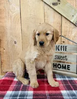 Grace , a female Golden Retriever for sale in Tyrone, PA – Photo 4 of 7