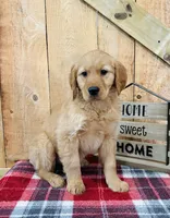 Grace , a female Golden Retriever for sale in Tyrone, PA – Photo 5 of 7