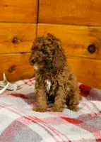 Dusty, a male Miniature Goldendoodle for sale in Tyrone, PA – 2 of 4