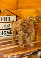 Darcy, a female Miniature Goldendoodle for sale in Tyrone, PA – 2 of 3