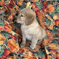 Gunner , a male Golden Retriever for sale in Tyrone, PA – 2 of 6