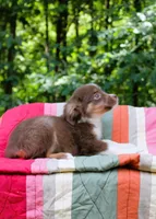 Mila, a female Miniature Australian Shepherd for sale in Tyrone, PA – 2 of 3