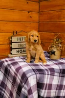 Rosie, a female Golden Retriever for sale in Tyrone, PA – 4 of 4
