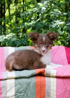 Mila, a female Miniature Australian Shepherd for sale in Tyrone, PA – 1 of 3